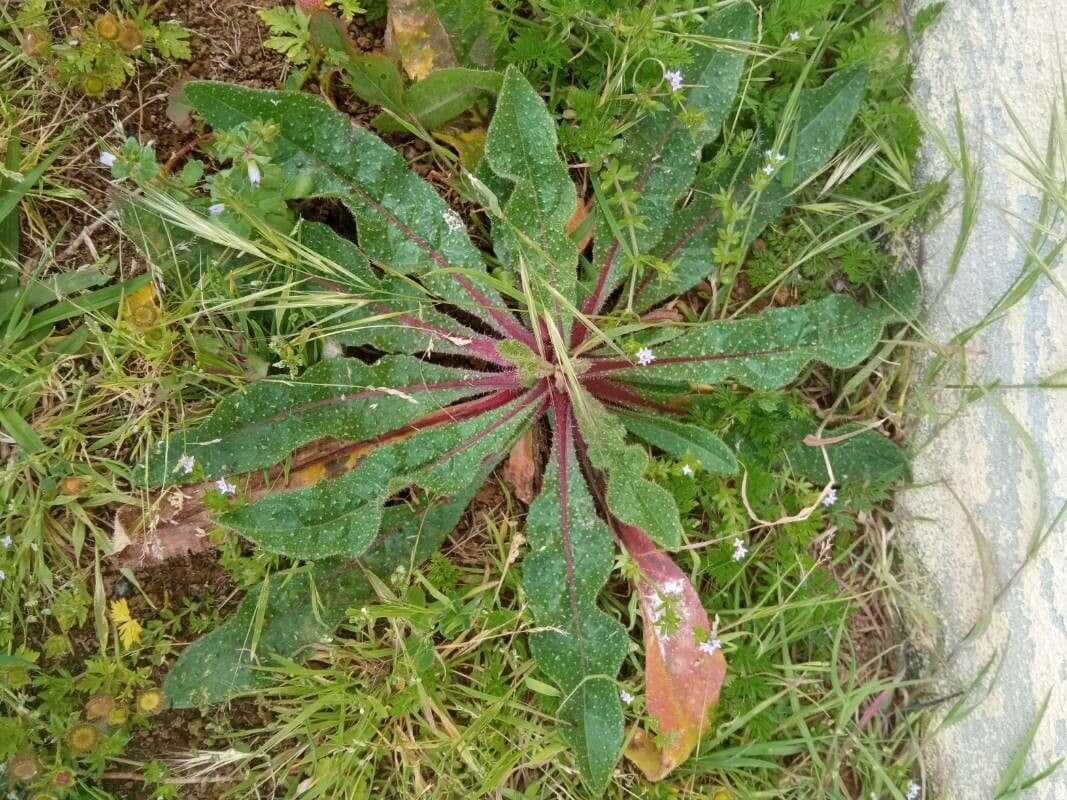 Radicchiella dolcigna 24