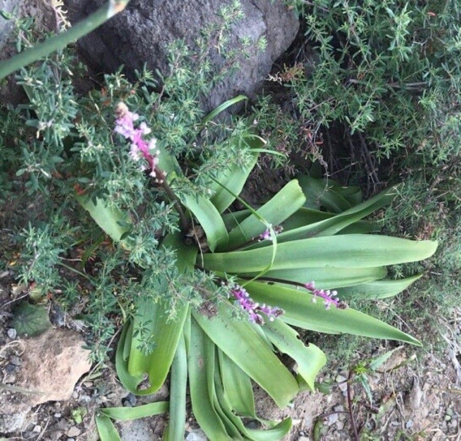 Scilla 18
