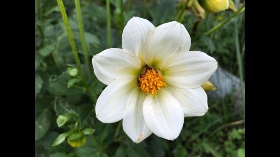 Dahlia 4