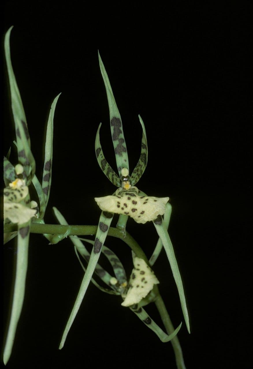 Orchidea ragno maculata