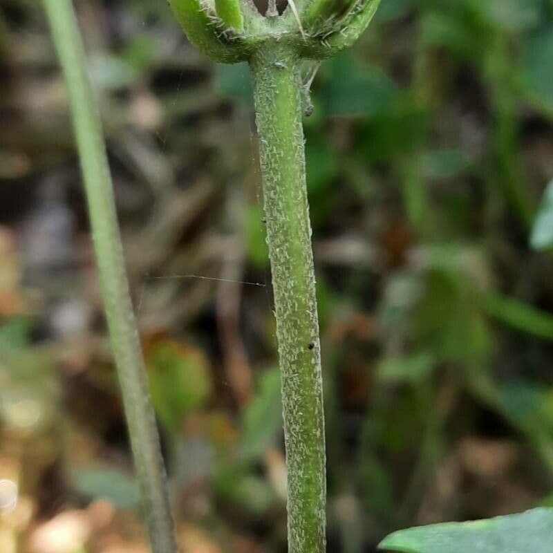Synedrella nodiflora 18