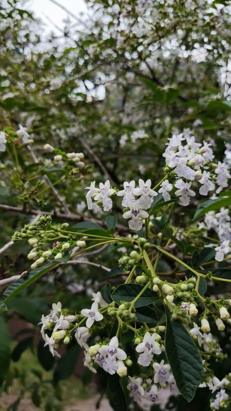 Vitex megapotamica 6