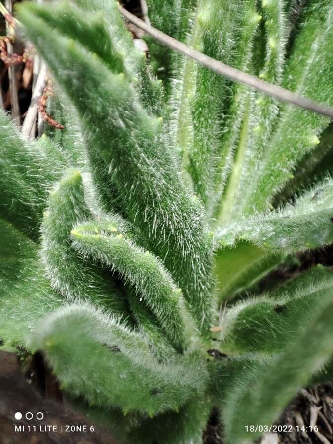 Senecio 17