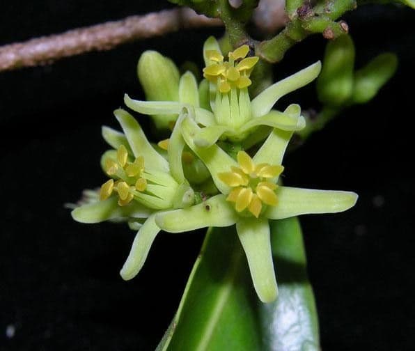 Sacoglottis 9