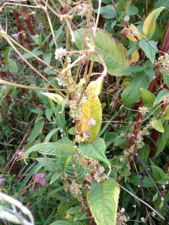 Cuscuta 23