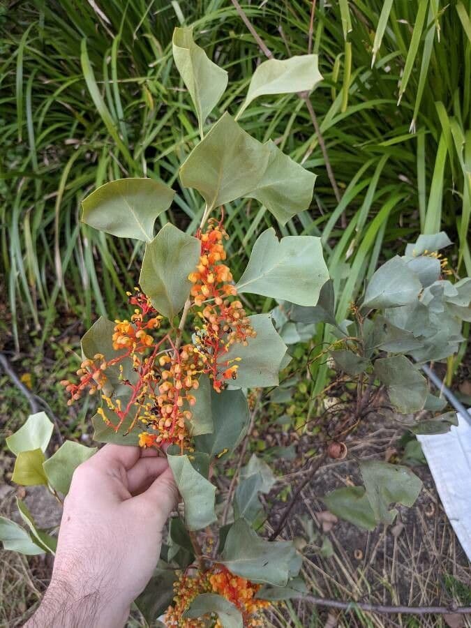 Wickhams Grevillea 3