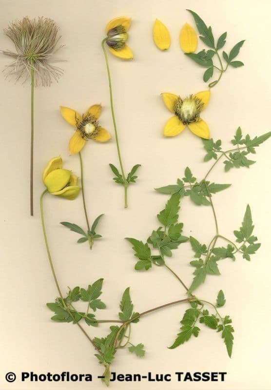 Clematis 22