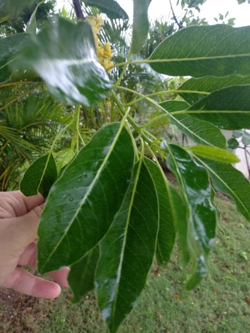 Sideroxylon 9