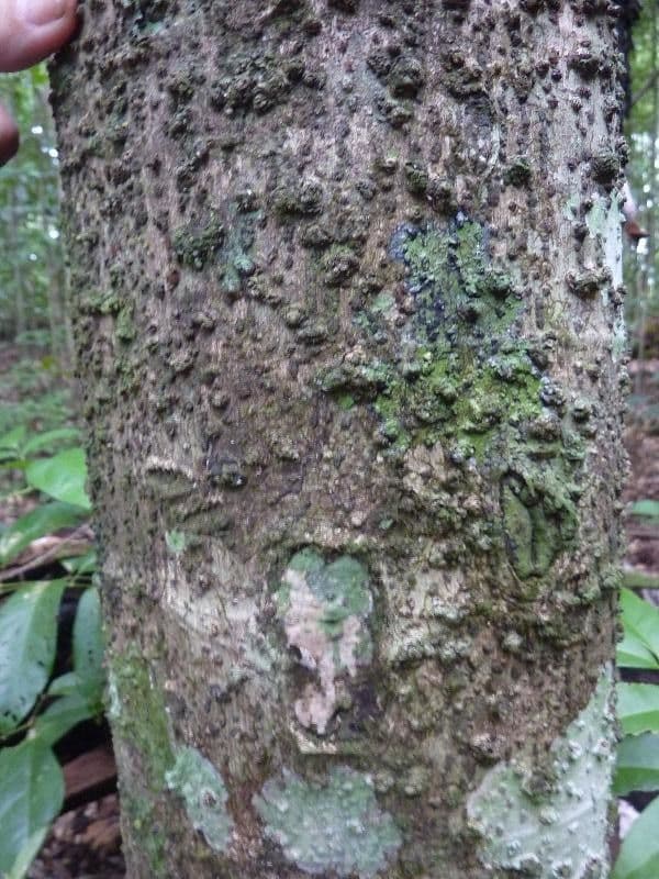 Cecropia 13