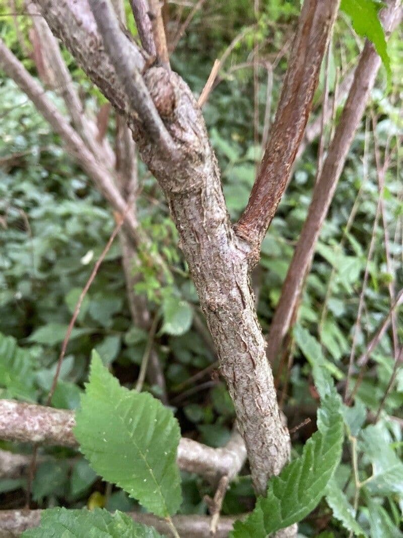 Spirea ipericifolia 16