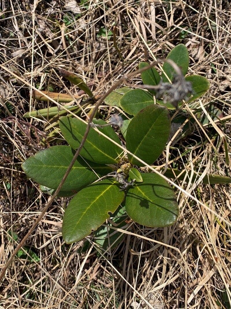 Rododendro dorato 12