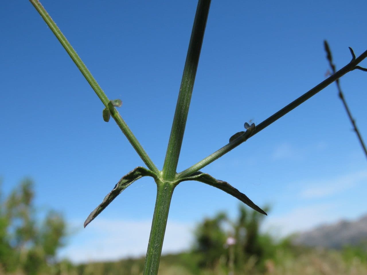 Verbena comune 21