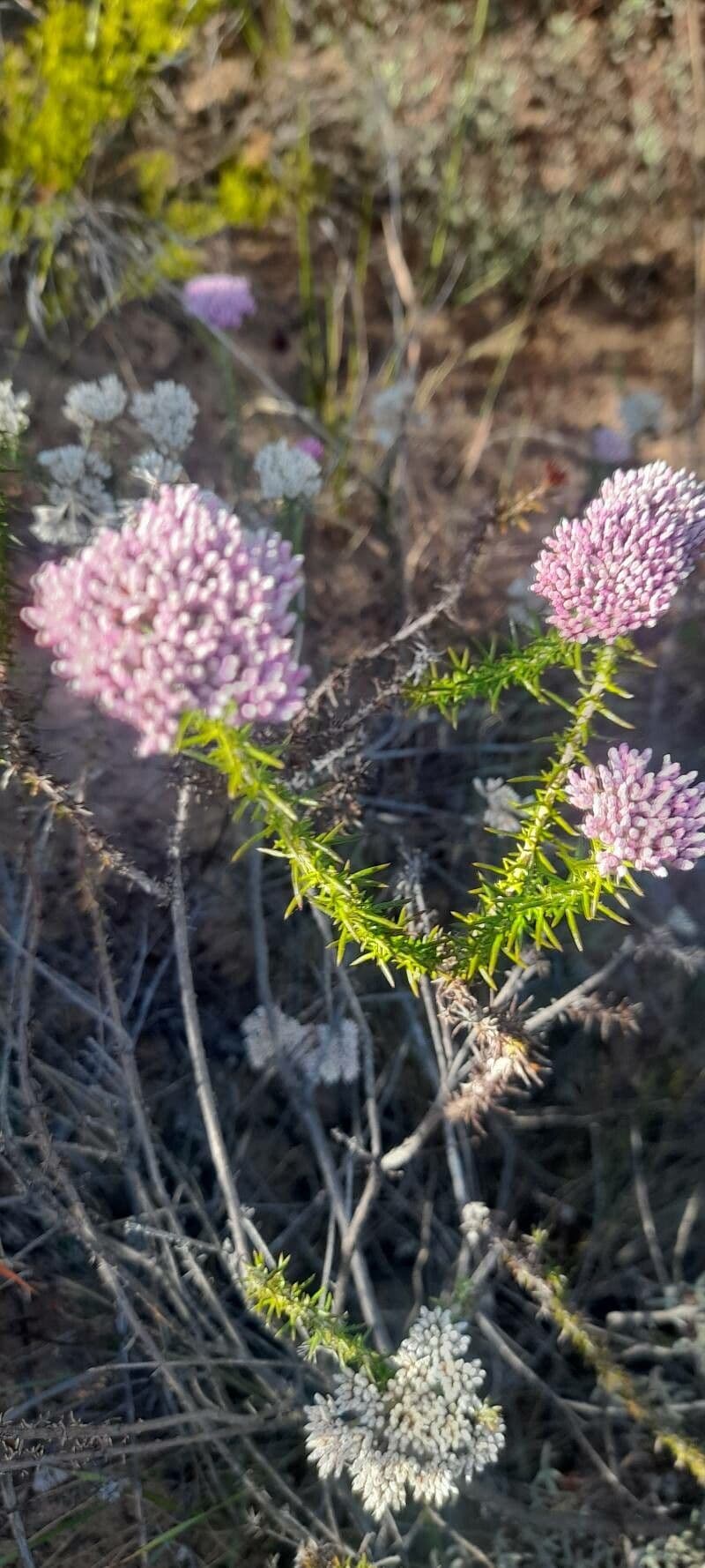 Ozothamnus diosmifolius 4