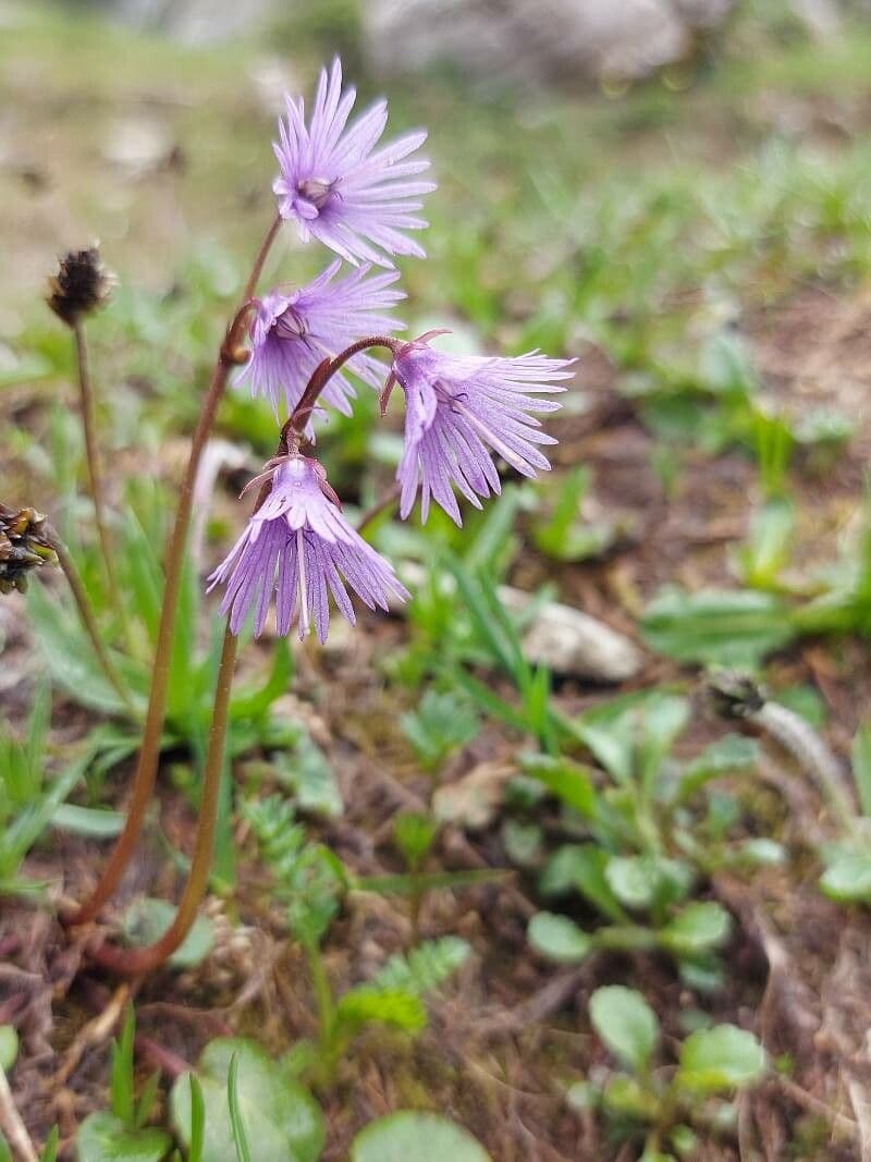Soldanella comune 22