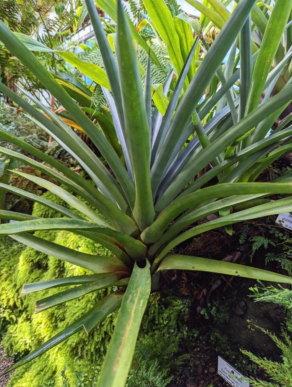 Aechmea 6