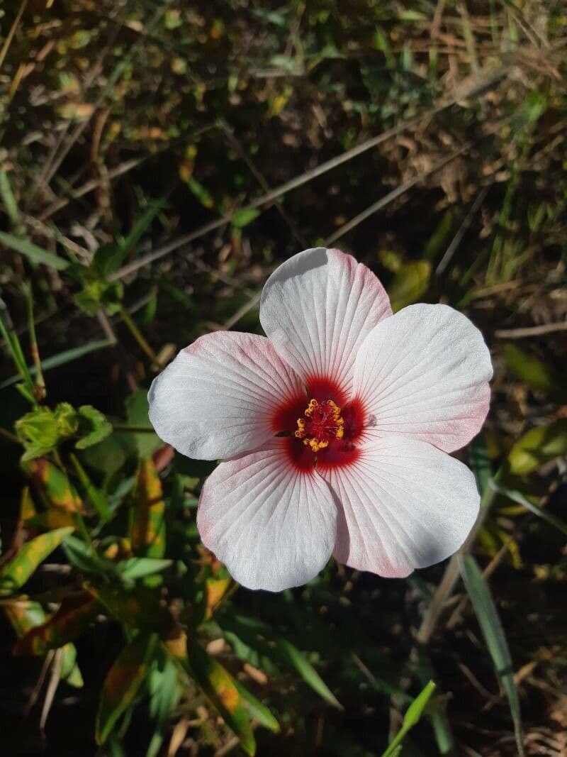 Pavonia hastata 9