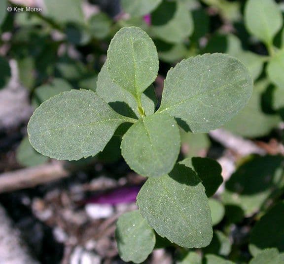 Penstemon newberryi 15