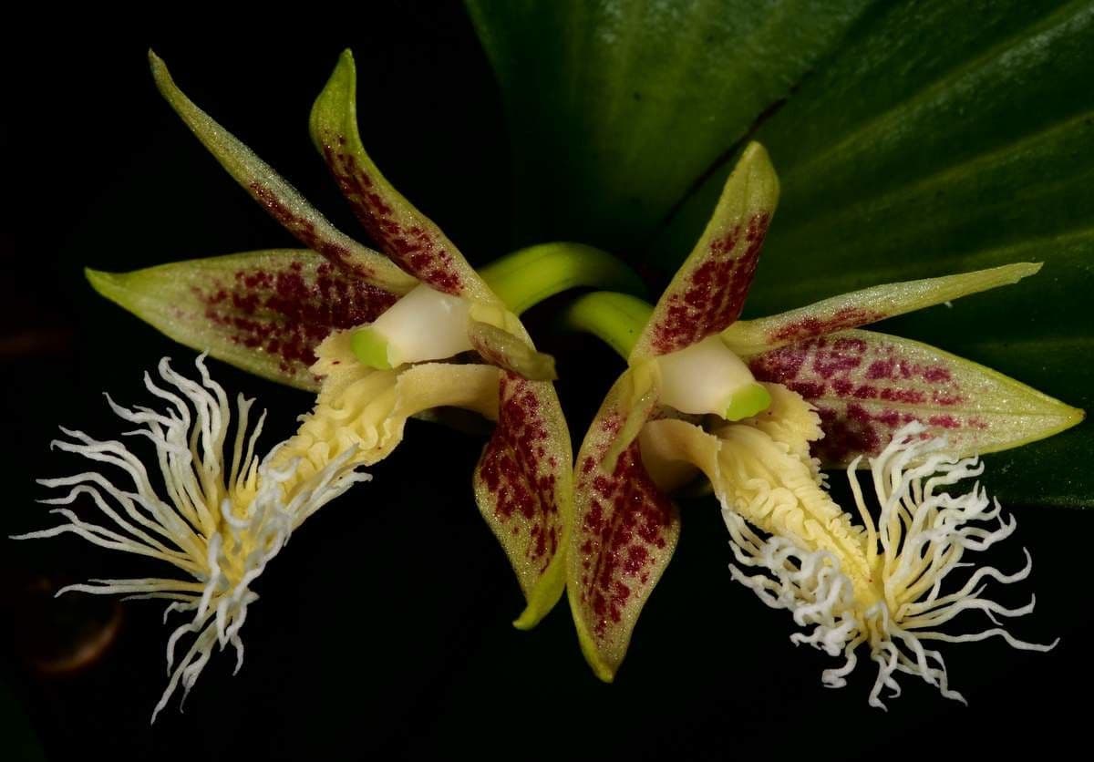 Dendrobium 3