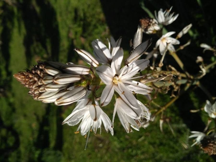 Asfodelo bianco 9