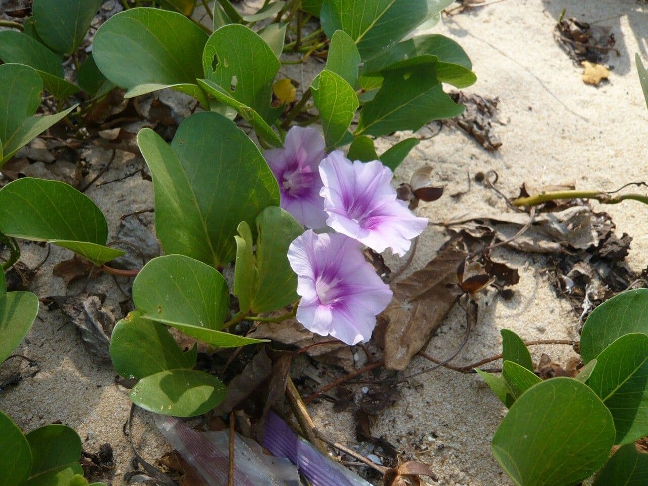 Campanella piede di capra 25