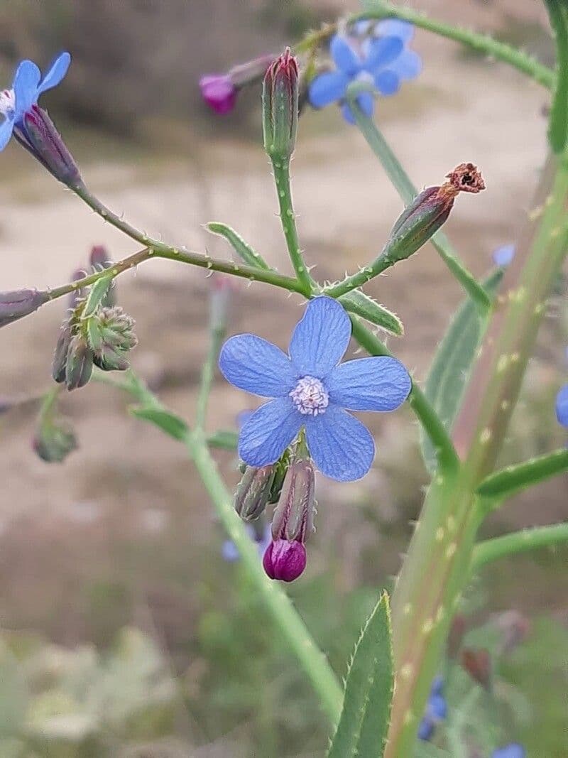 Cárysoida