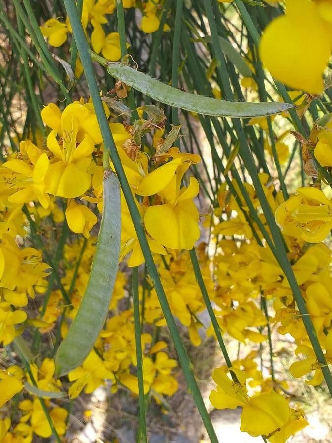 Ginestra odorosa 5