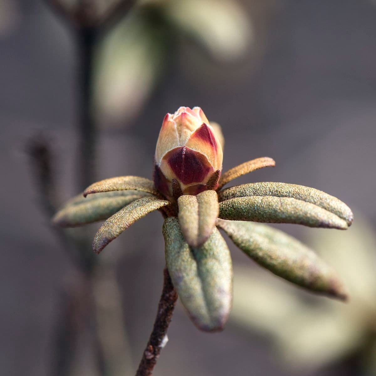Rododendro rupicolo 2