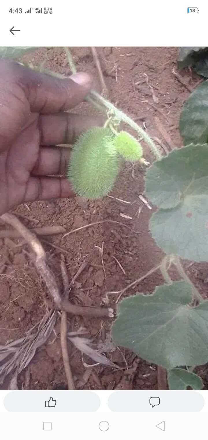Cetriolo 11