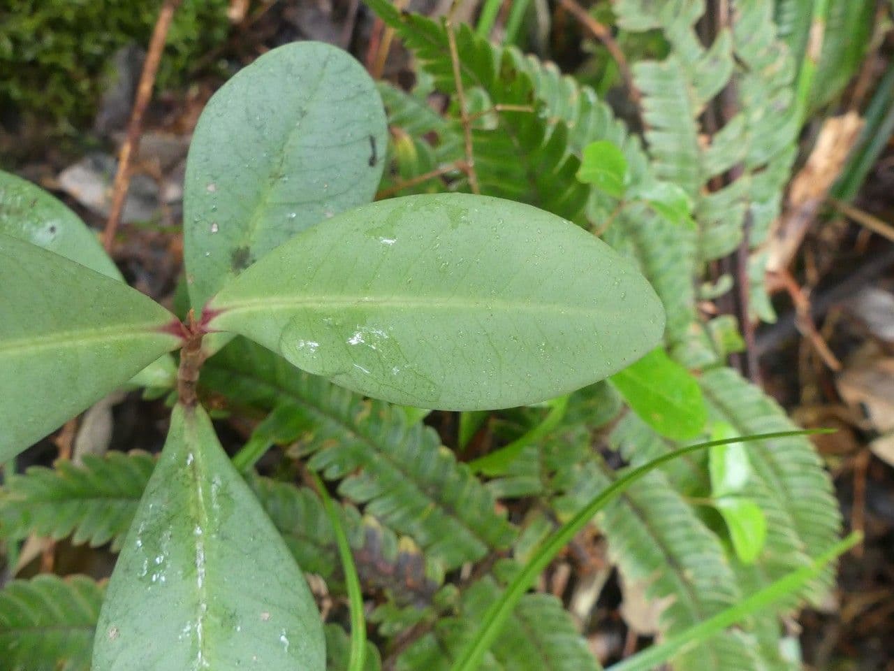 Badula 7