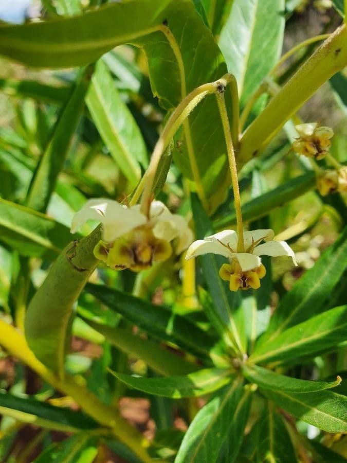 Gomphocarpus 5