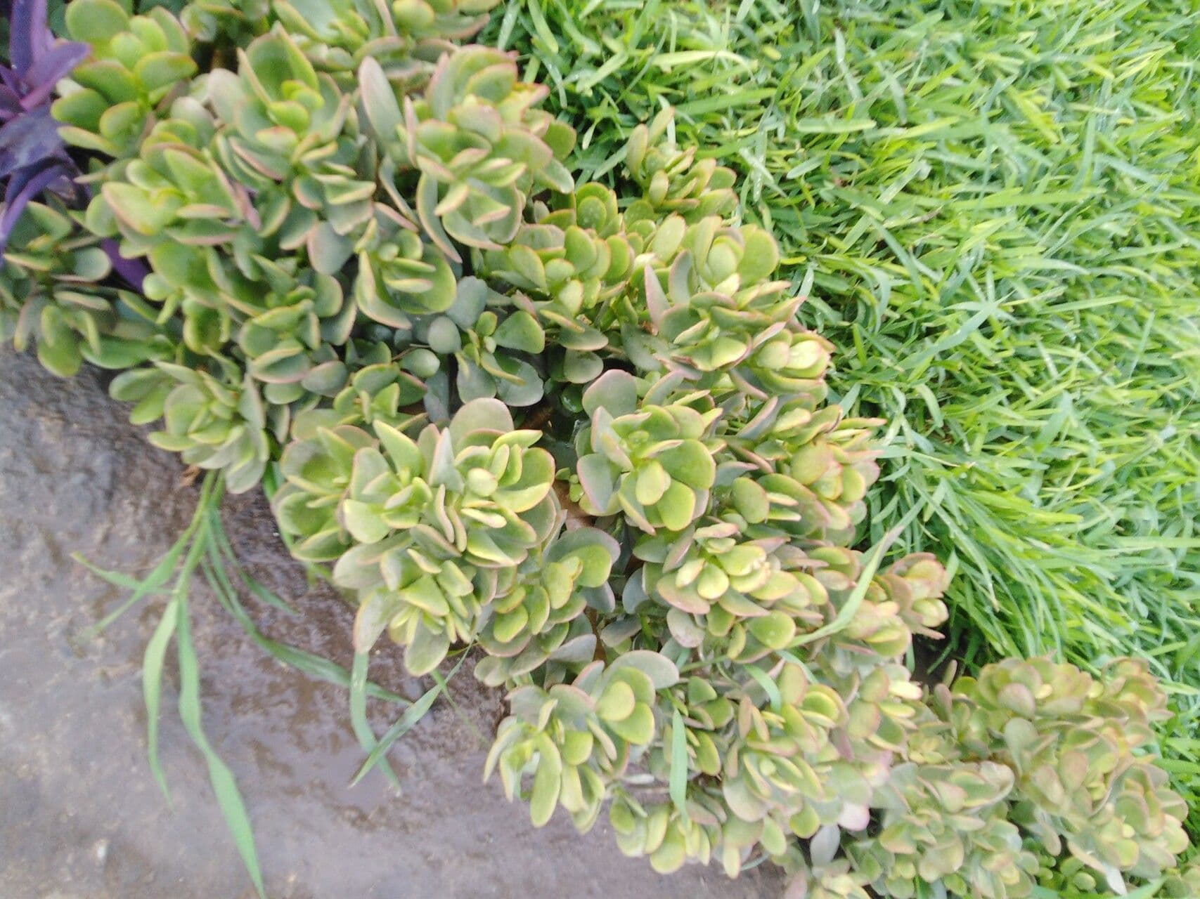 Sedum dell'Oregon 11