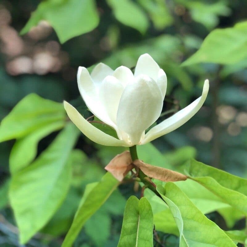 Magnolia di Fraser 9