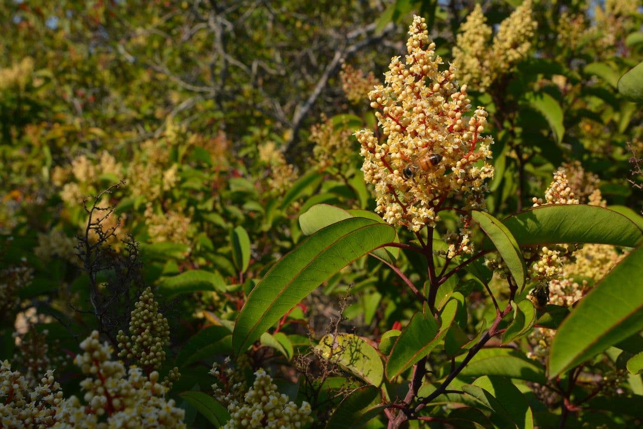 Malosma 20