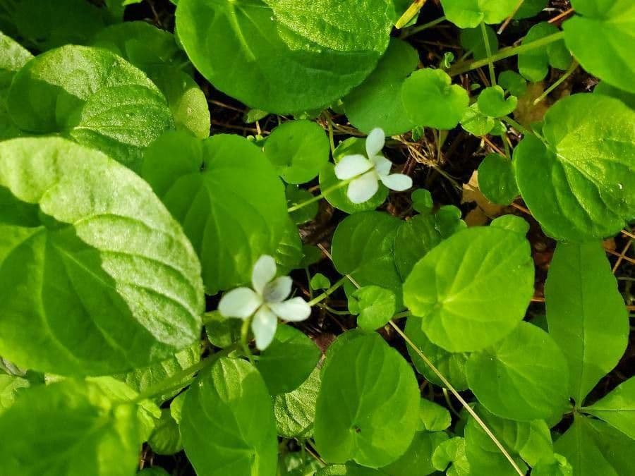 Viola striata 12