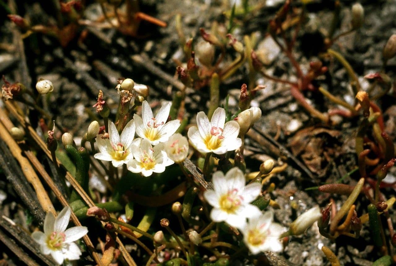Lewisia nana 6