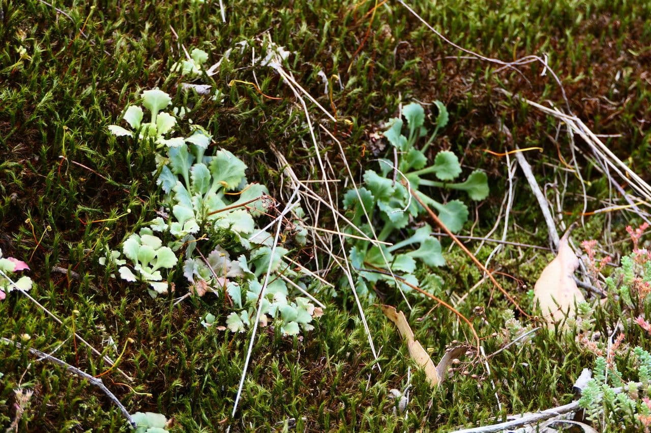 Sassifraga spatolata 8