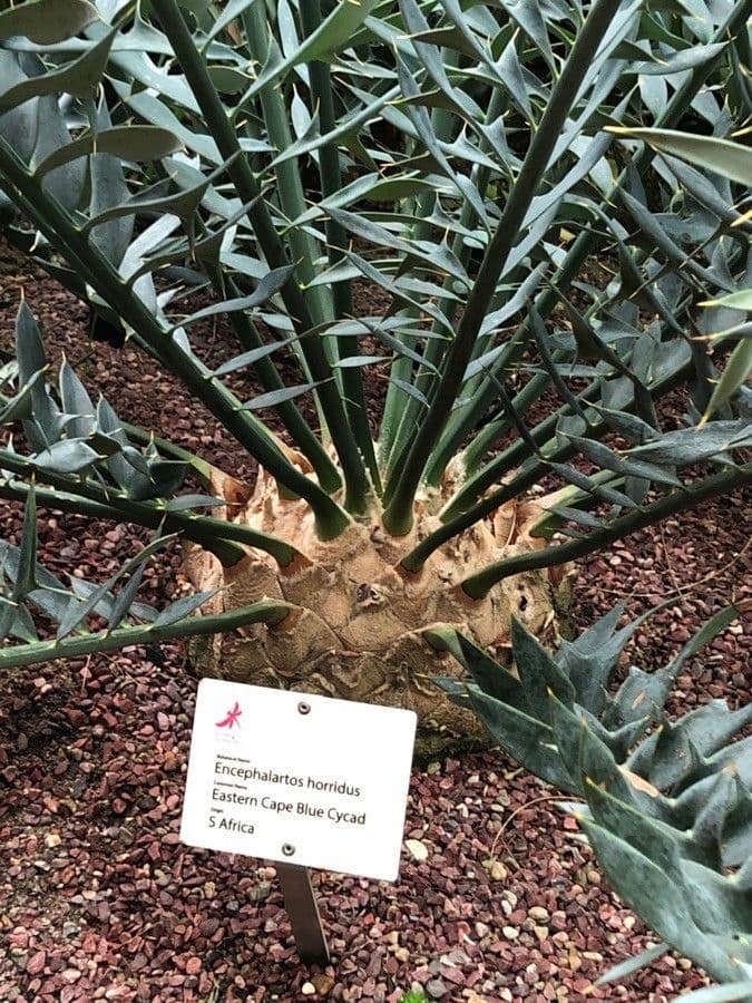 Encephalartos 20