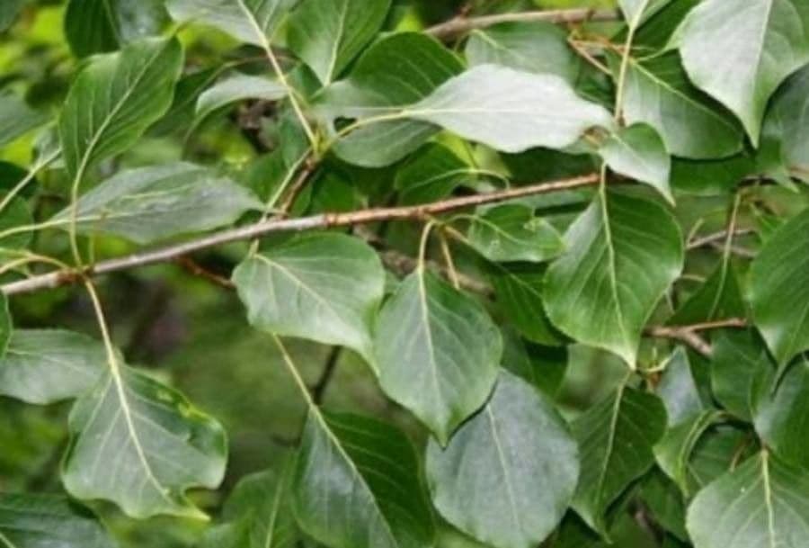 Nettarina