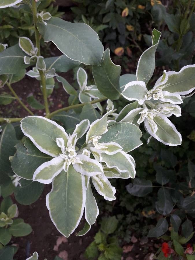 Euforbia marginata 20