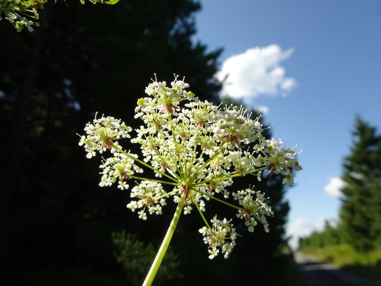 Cerfoglio aromatico 4