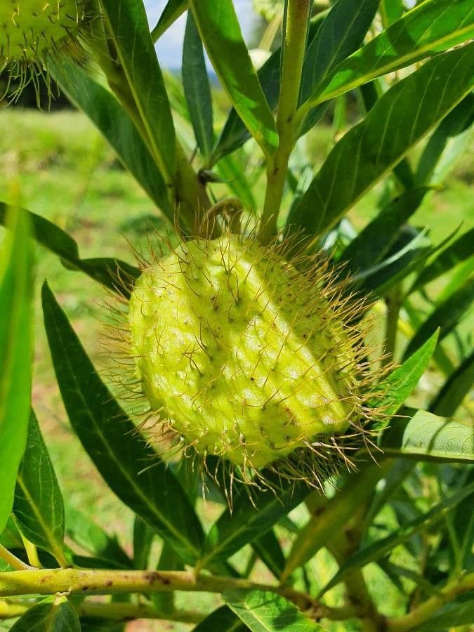 Gomphocarpus 2