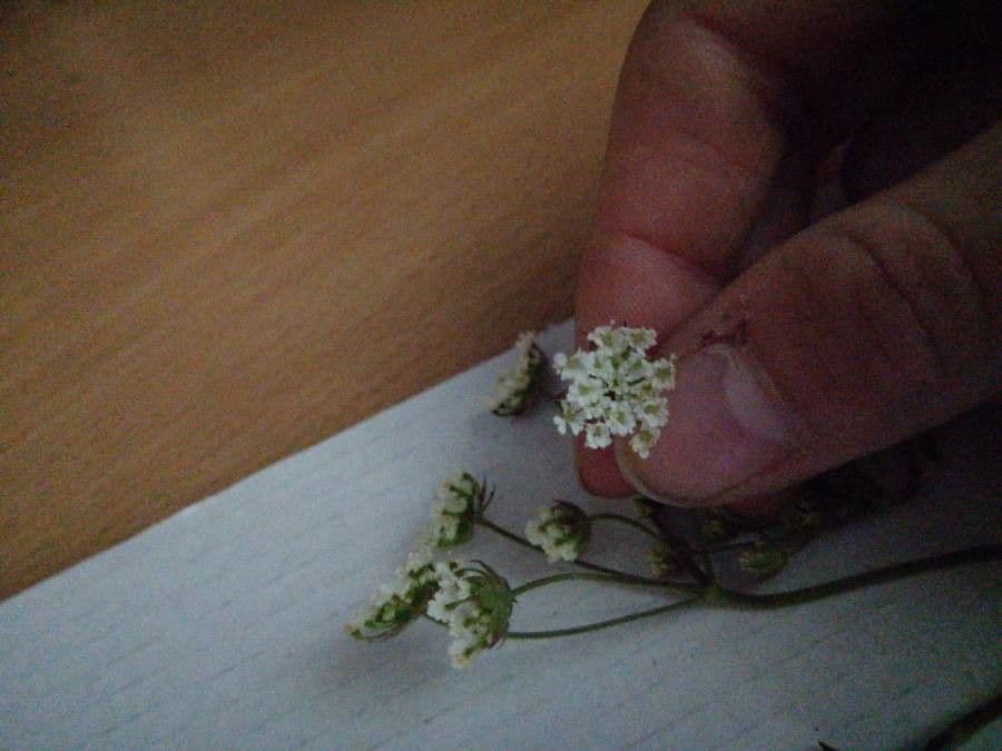 Cicuta bulbífera 5
