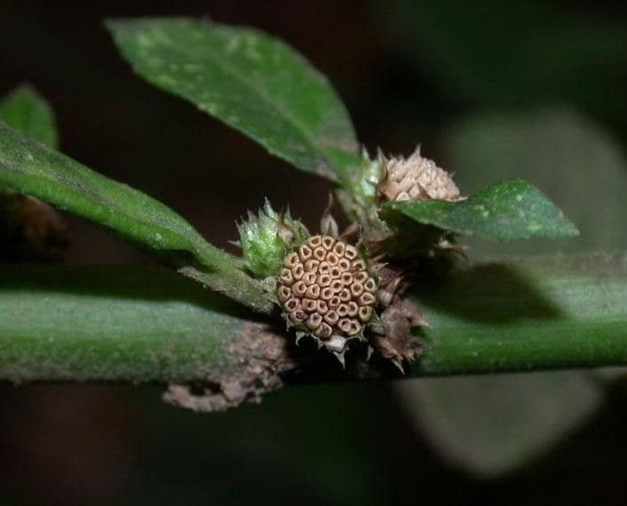 Struchium