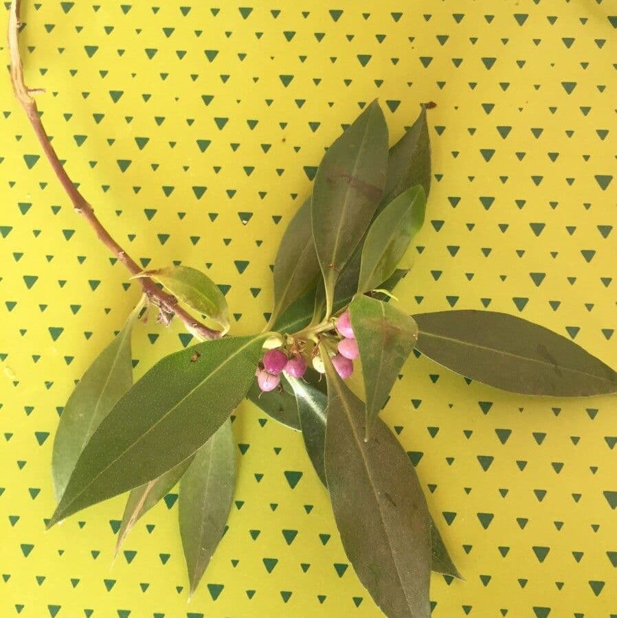 Myoporum laetum 7