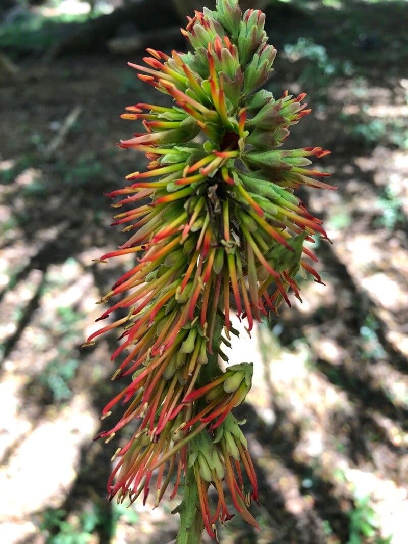 Acrocarpus
