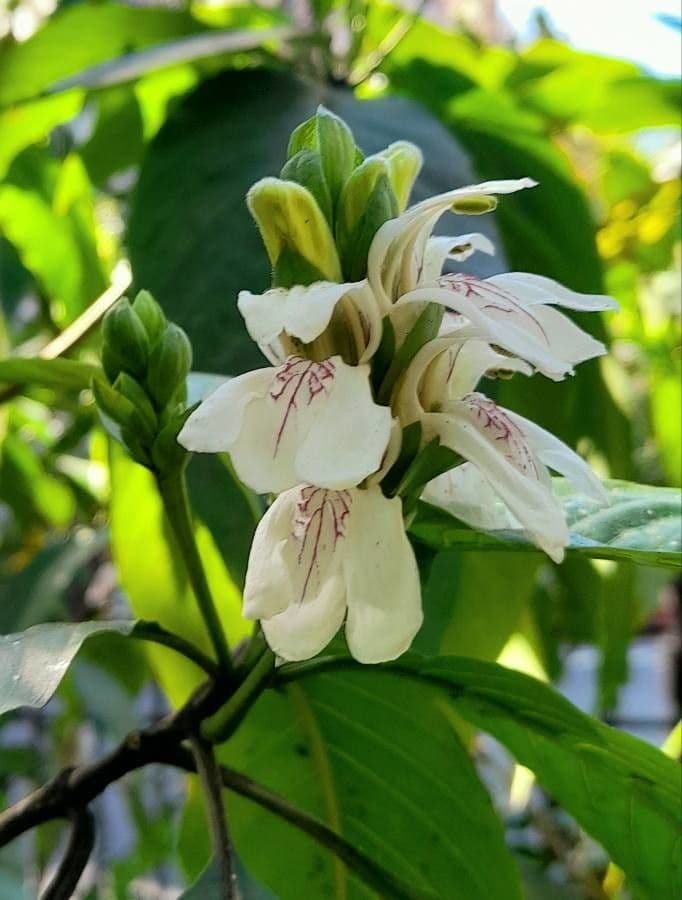Noce di Malabar 3