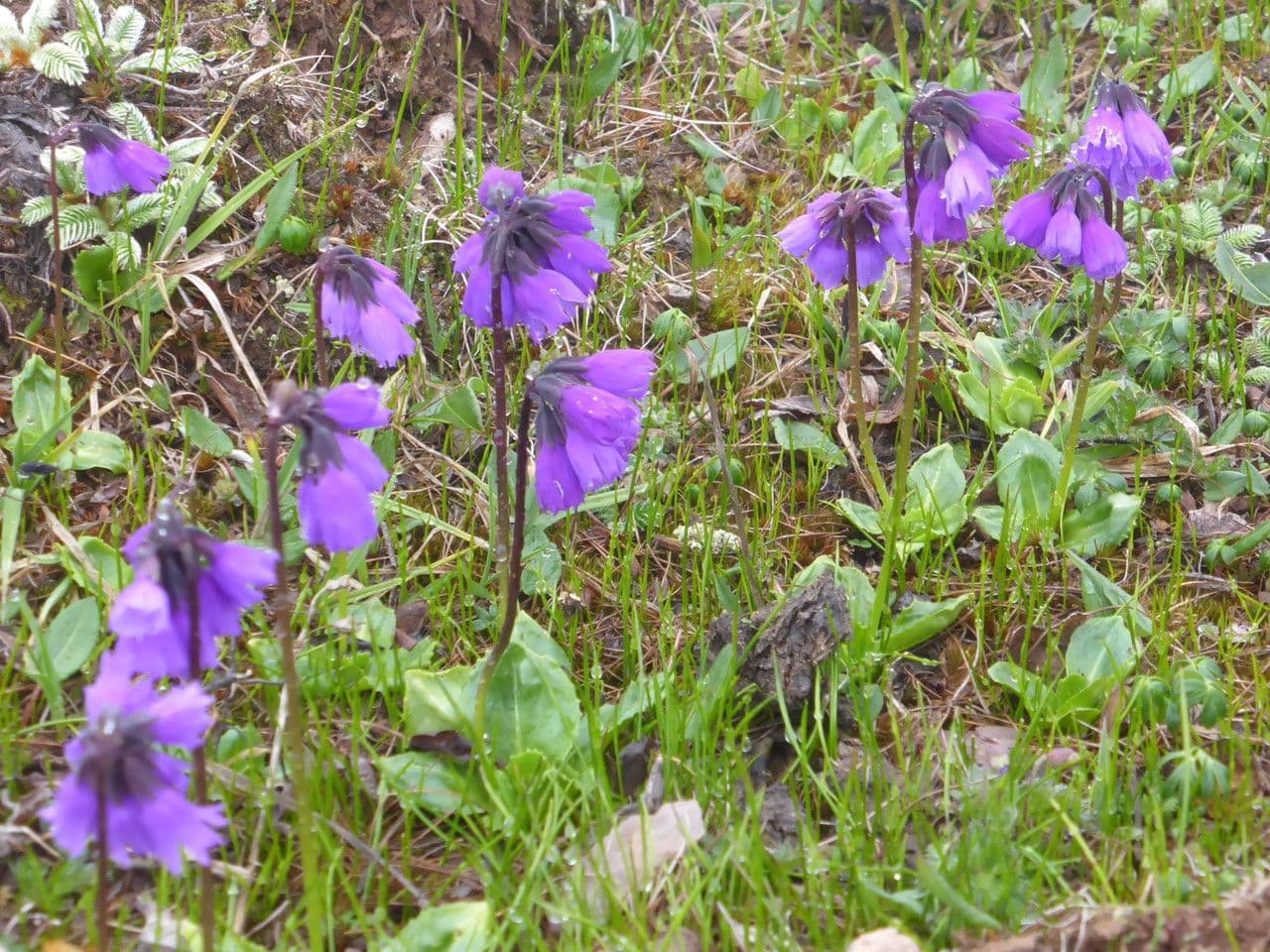 Primula 2