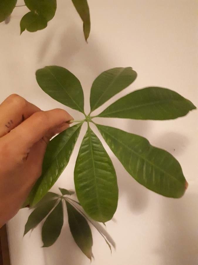 Pachira glabra 29