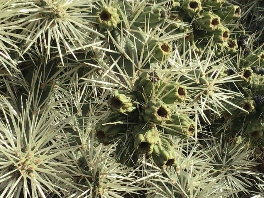 Ummantelte Cholla