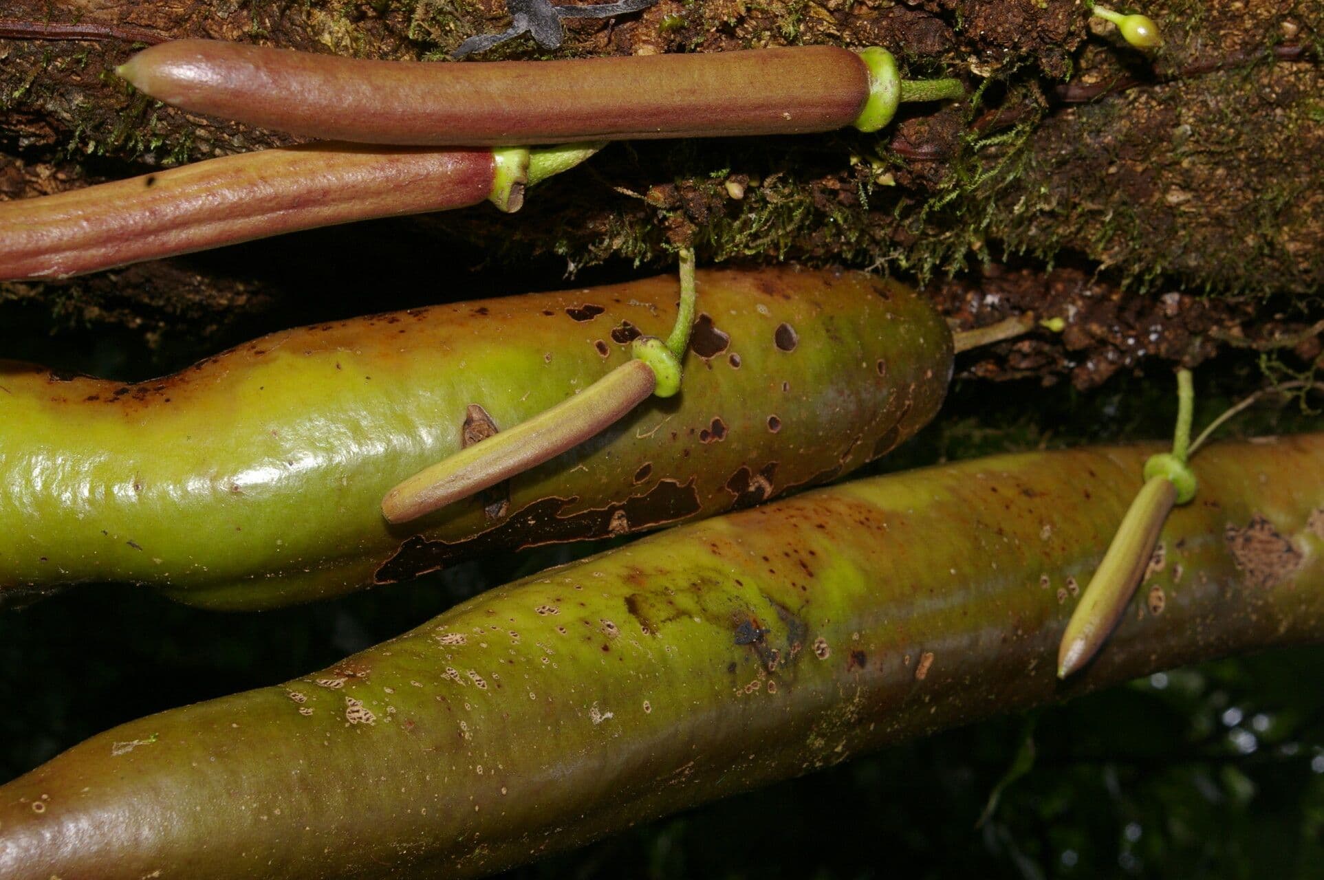 Parmentiera 4